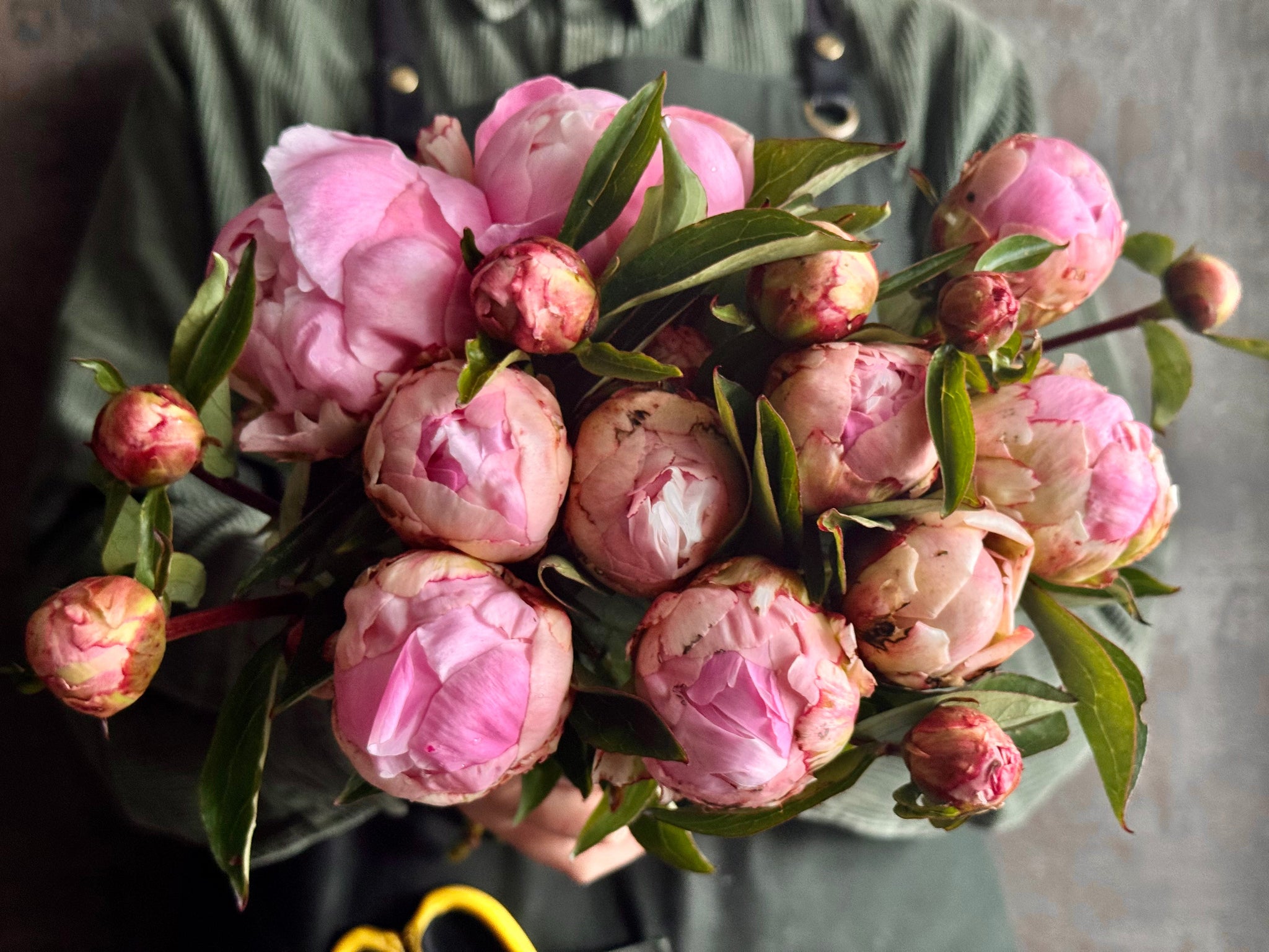 When Are Peonies in Season in Australia? | Sydney Florist Guide